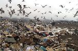 В Калининградской области обнаружена свалка биологических отходов